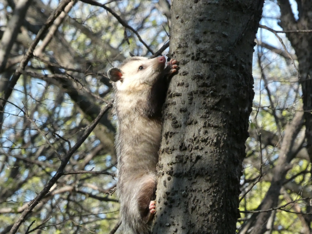 Review Doe Branch Park Little Elm